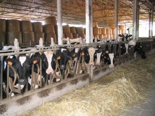 Azienda Agricola Dornetti